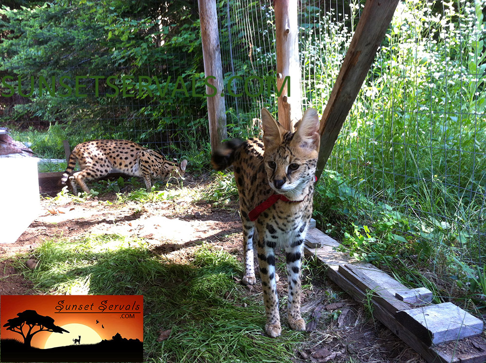 serval cat kitten available canada ontario united states worldwide savannah f1 f2 f3 f4 f5 f6 caracal